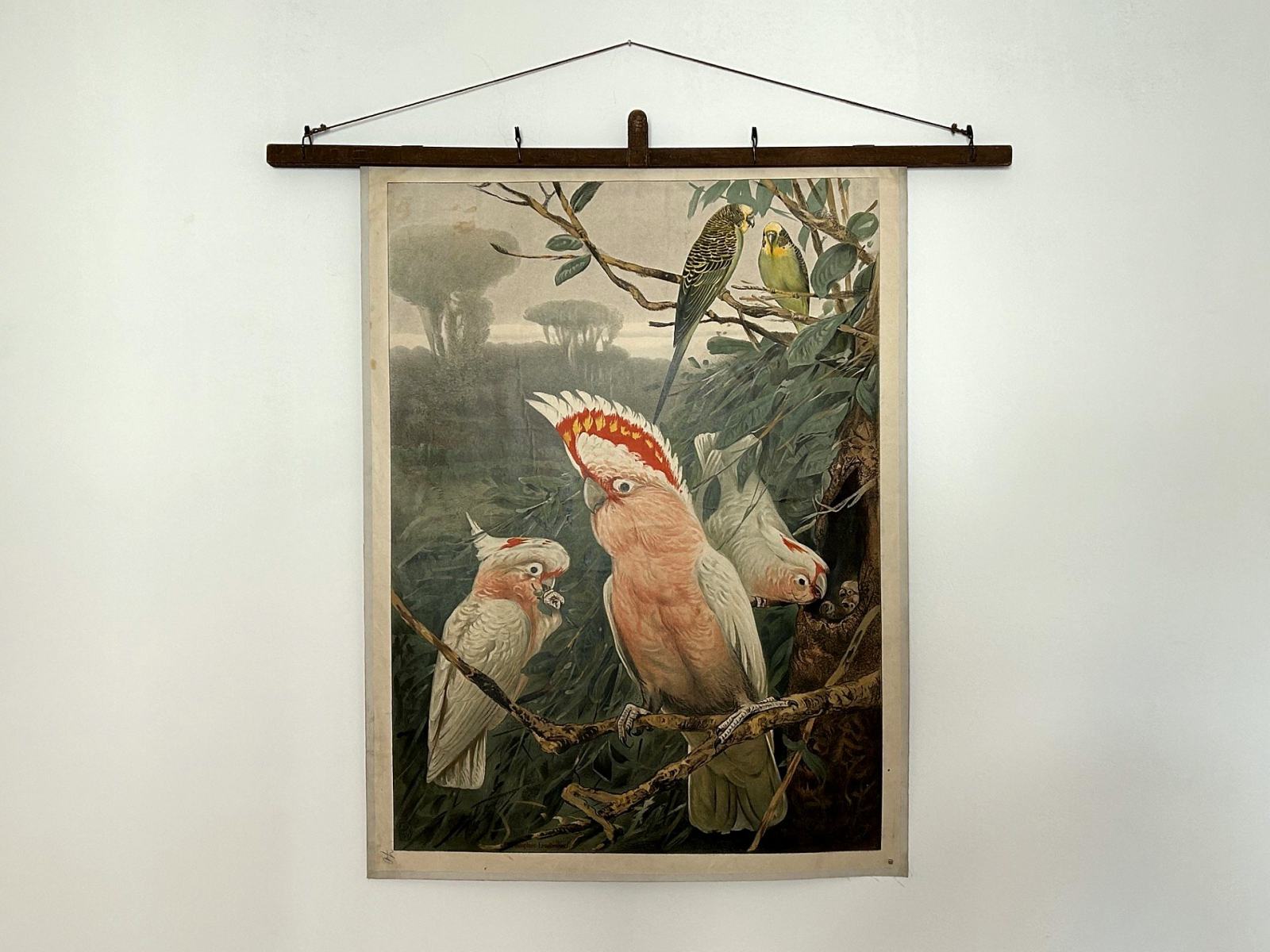 Alte Schulwandtafel mit Kakadus in der Suite
